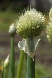 Allium fistulosum. Верхушка побега с соцветием. Санкт-Петербург, г. Ломоносов, Красная Слобода, в огороде. 16.06.2012.