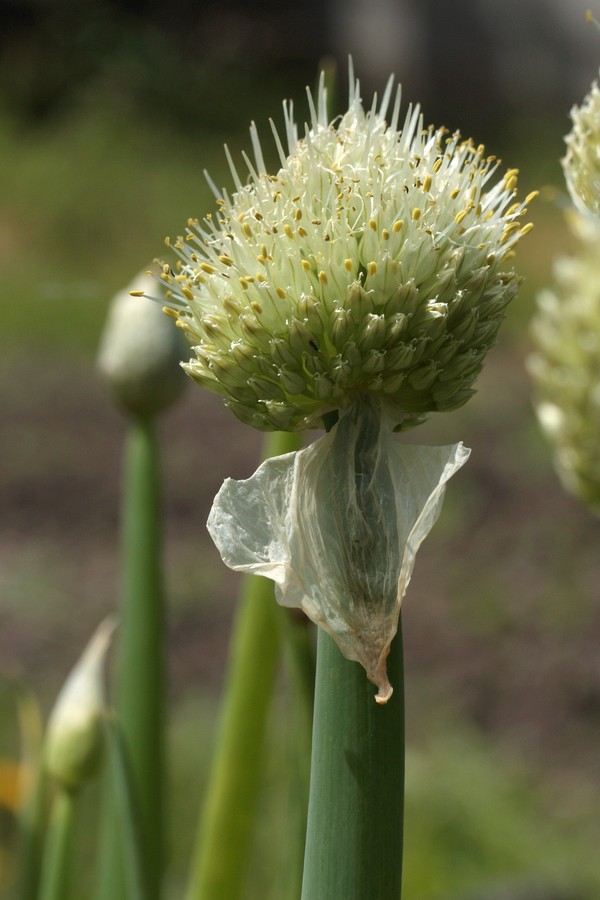 Изображение особи Allium fistulosum.