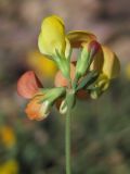 Lotus corniculatus