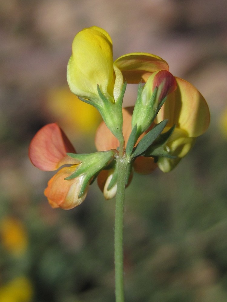 Изображение особи Lotus corniculatus.