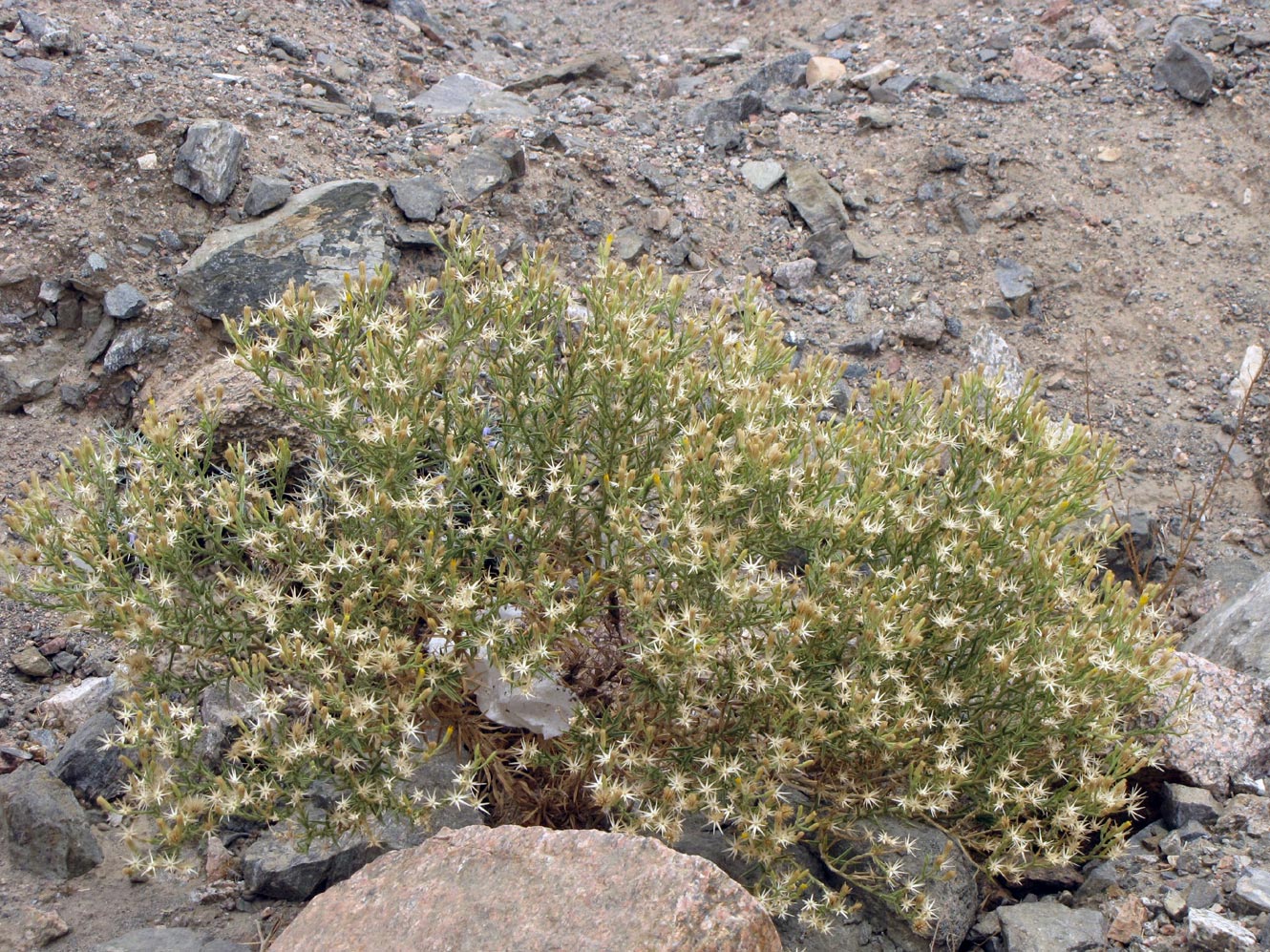 Image of Iphiona scabra specimen.