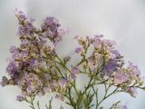 Limonium coralloides. Соцветие. Новосибирская обл., Карасукский р-н, с. Благодатное, солонец. 11.07.2012.