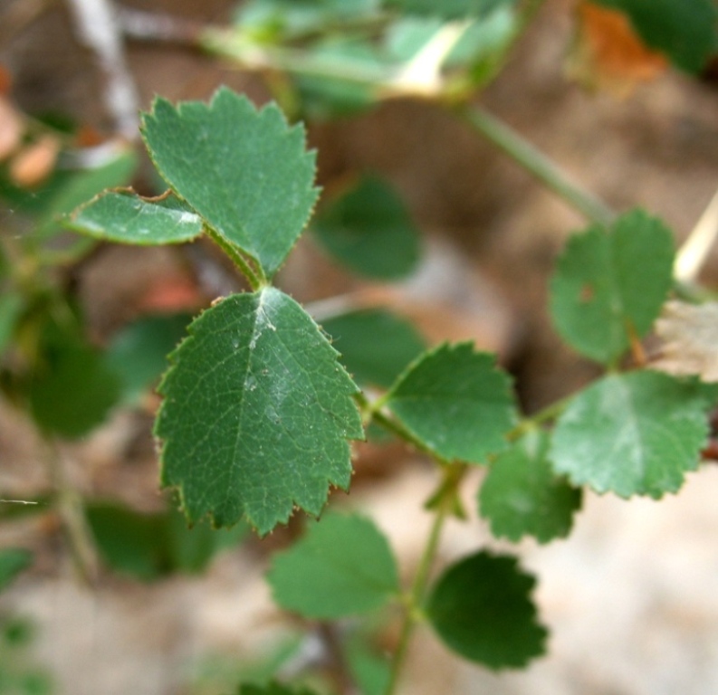 Image of Rosa maracandica specimen.