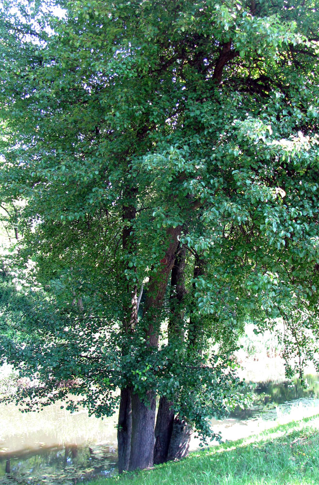 Image of Pyrus pyraster specimen.