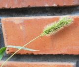 Setaria viridis
