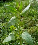 Atriplex prostrata