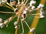 Allium angulosum