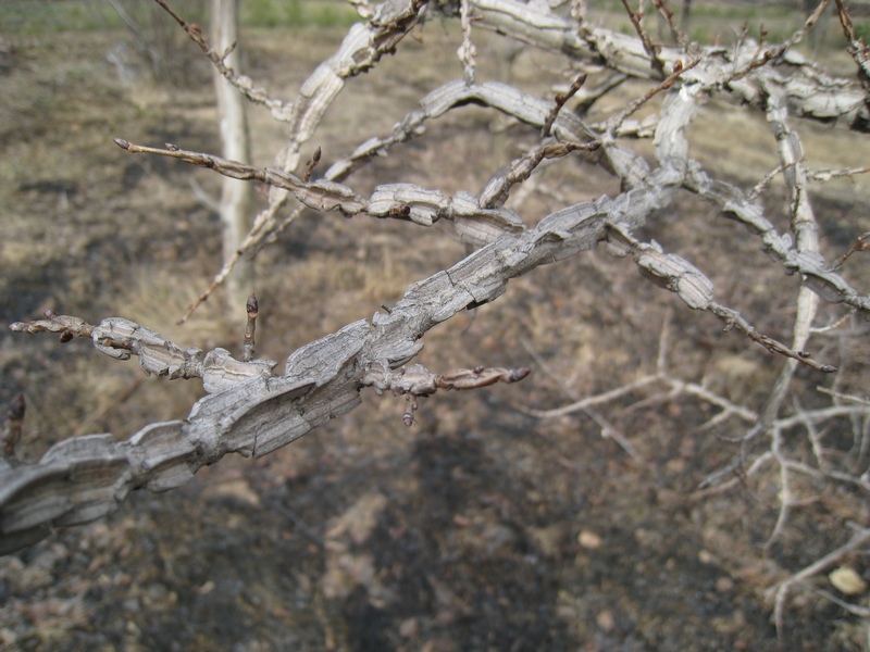Image of Ulmus japonica specimen.