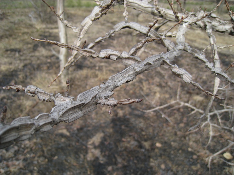 Изображение особи Ulmus japonica.