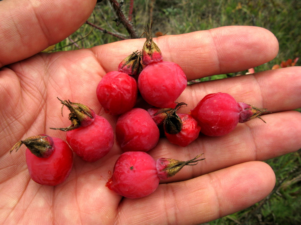 Image of Rosa acicularis specimen.
