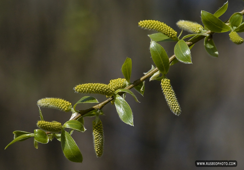 Изображение особи Salix euxina.