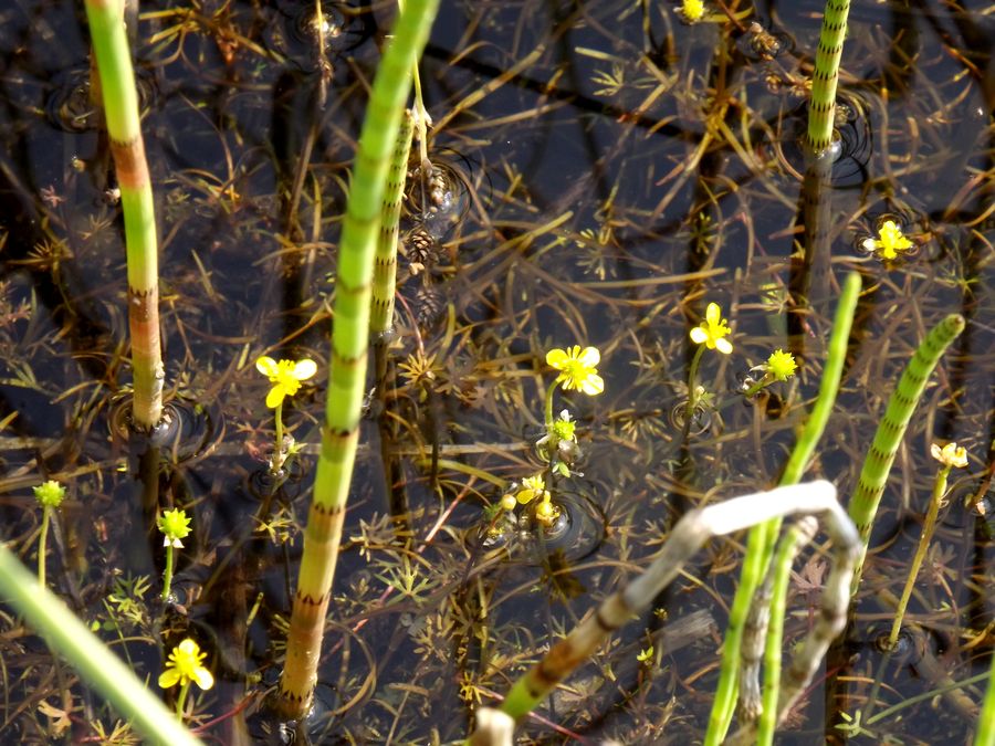 Image of Ranunculus gmelinii specimen.