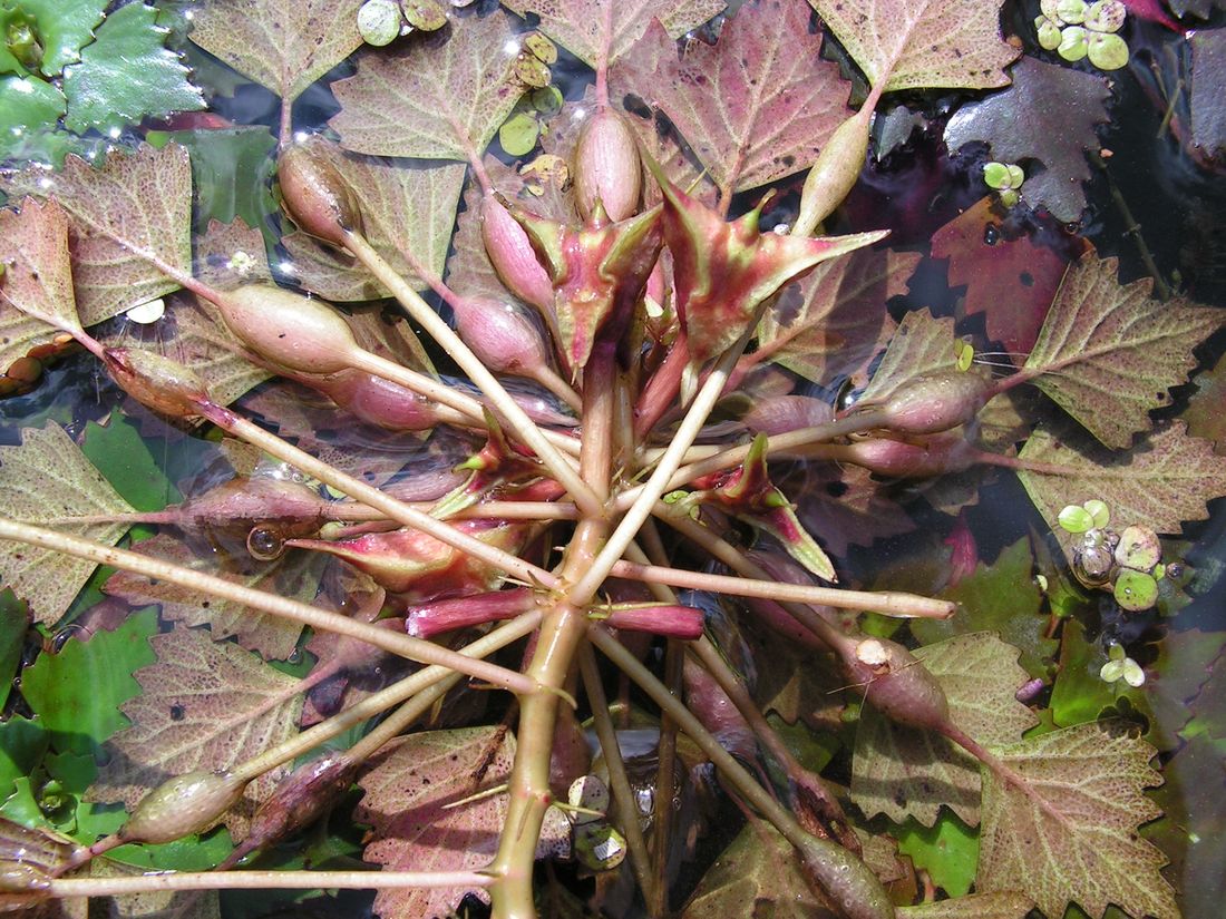 Image of Trapa incisa specimen.
