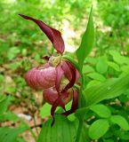 Cypripedium × ventricosum. Верхушка побега с цветками. Приморский край, Спасский р-н, окр. с. Хвалынка. 29.05.2010.