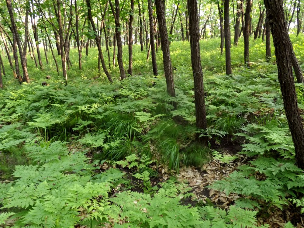 Изображение особи Pteridium pinetorum ssp. sibiricum.