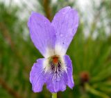 Viola rupestris