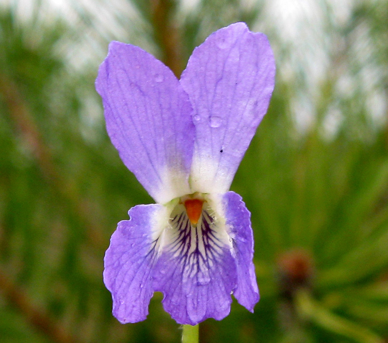 Image of Viola rupestris specimen.