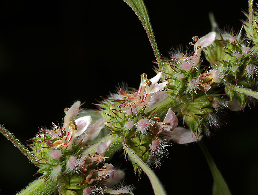 Image of Leonurus quinquelobatus specimen.