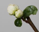 Chaenomeles speciosa. Верхушка веточки с бутонами и листьями ('Nivalis'). Германия,г. Кемпен, у детской площадки. 16.11.2012.