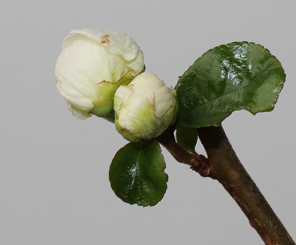 Изображение особи Chaenomeles speciosa.