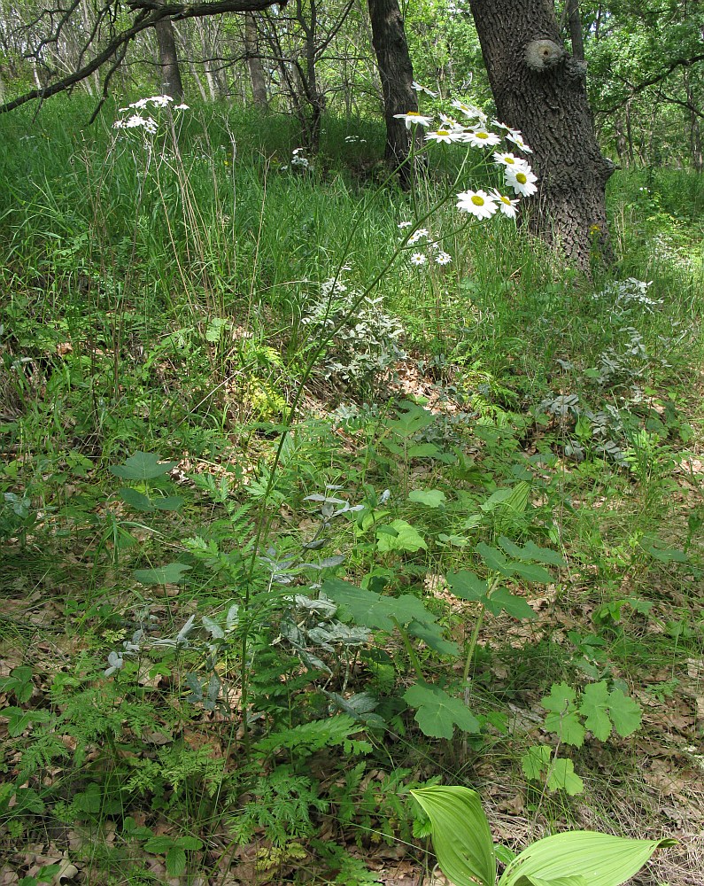 Изображение особи Pyrethrum corymbosum.