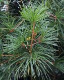 Sciadopitys verticillata
