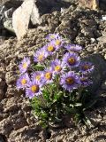 Erigeron heterochaeta