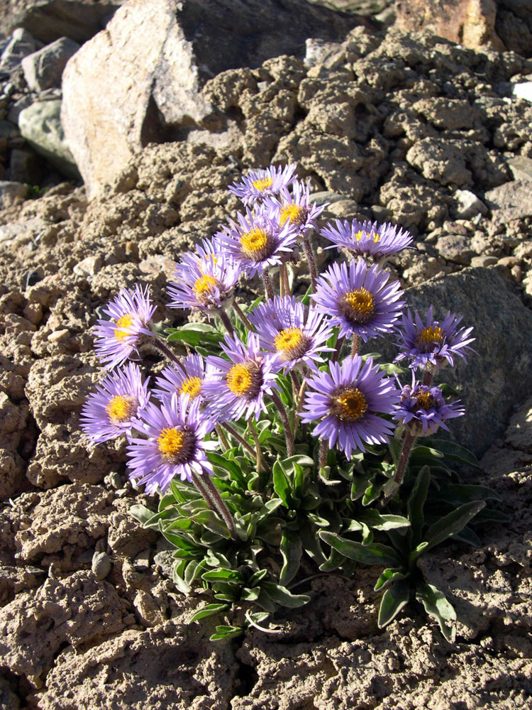 Изображение особи Erigeron heterochaeta.