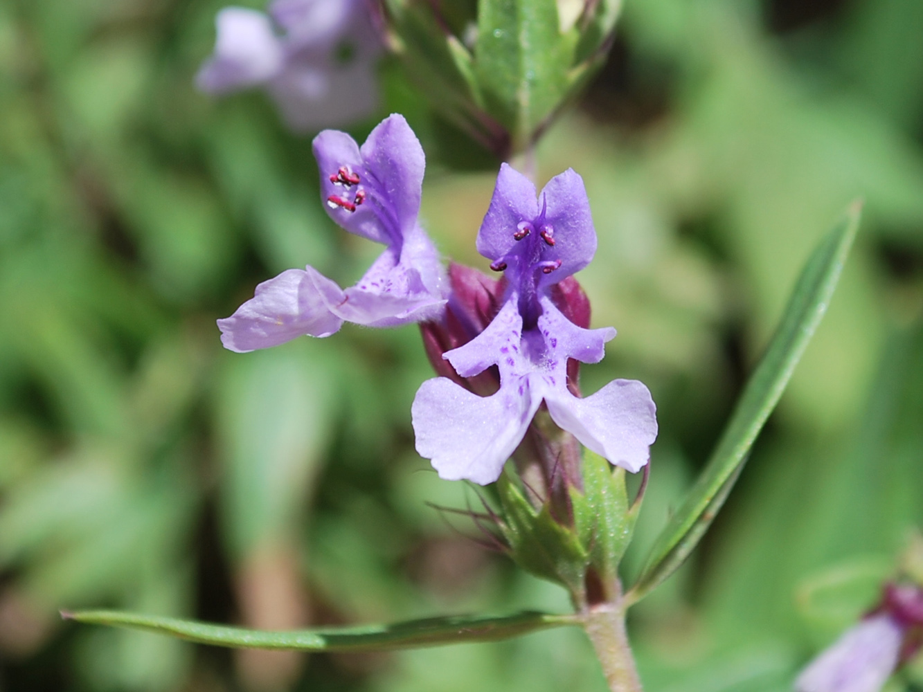 Изображение особи Dracocephalum integrifolium.