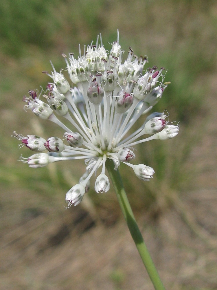 Image of Allium guttatum specimen.