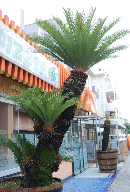 Image of Cycas revoluta specimen.