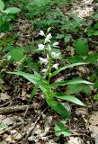 Cephalanthera longifolia