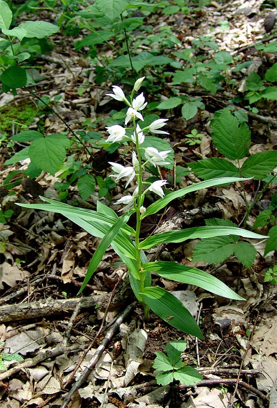 Image of Cephalanthera longifolia specimen.