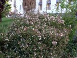 Abelia × grandiflora. Цветущее растение. Испания, автономное сообщество Андалусия, провинция Гранада, комарка Вега-де-Гранада, город Альболоте. 13.07.2012.