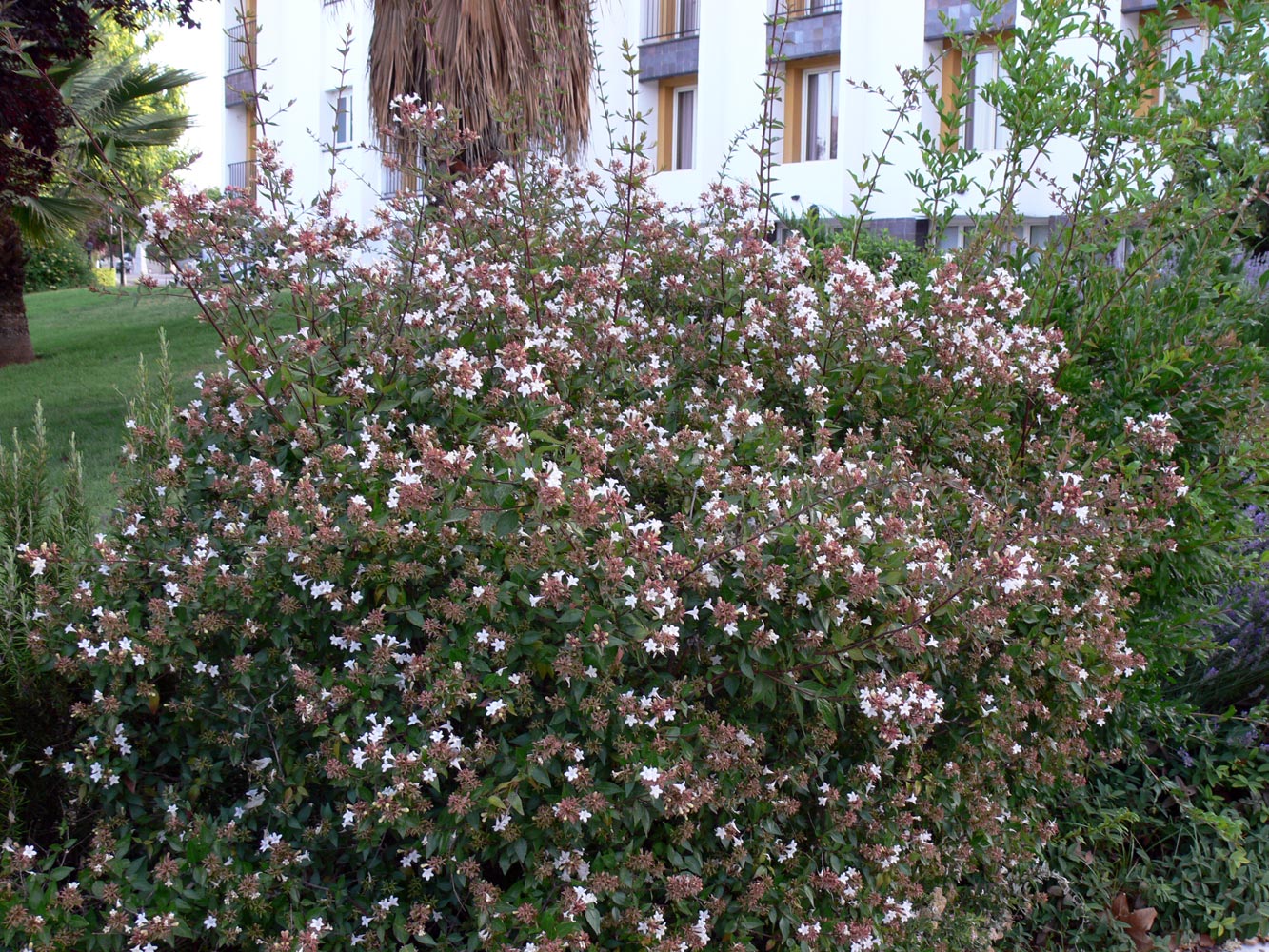 Image of Abelia × grandiflora specimen.