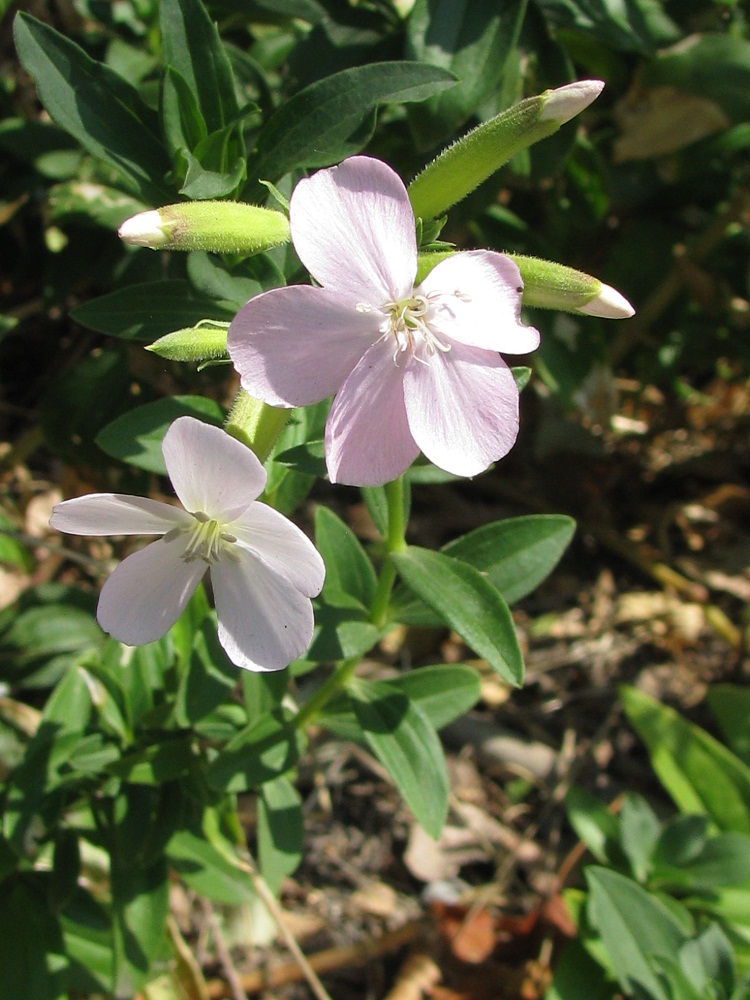 Image of Saponaria officinalis specimen.