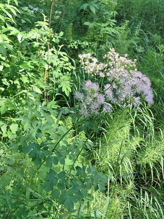 Изображение особи Thalictrum aquilegiifolium.