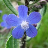 Anchusa strigosa. Цветок, покрытый каплями росы. Израиль, Северный Негев, лес Лаав. 08.02.2013.