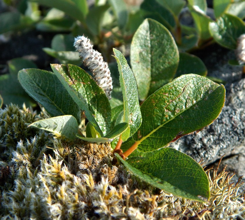 Image of Salix arctica specimen.