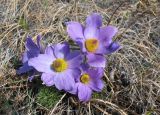 Pulsatilla turczaninovii