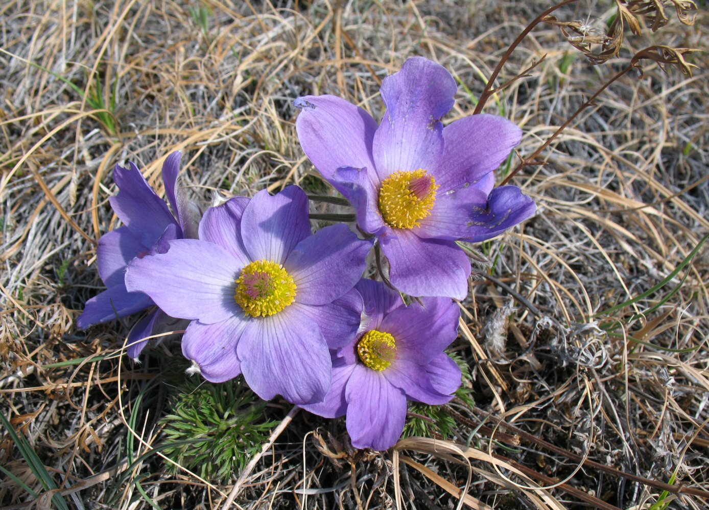 Image of Pulsatilla turczaninovii specimen.