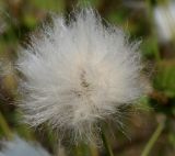 Eriophorum vaginatum