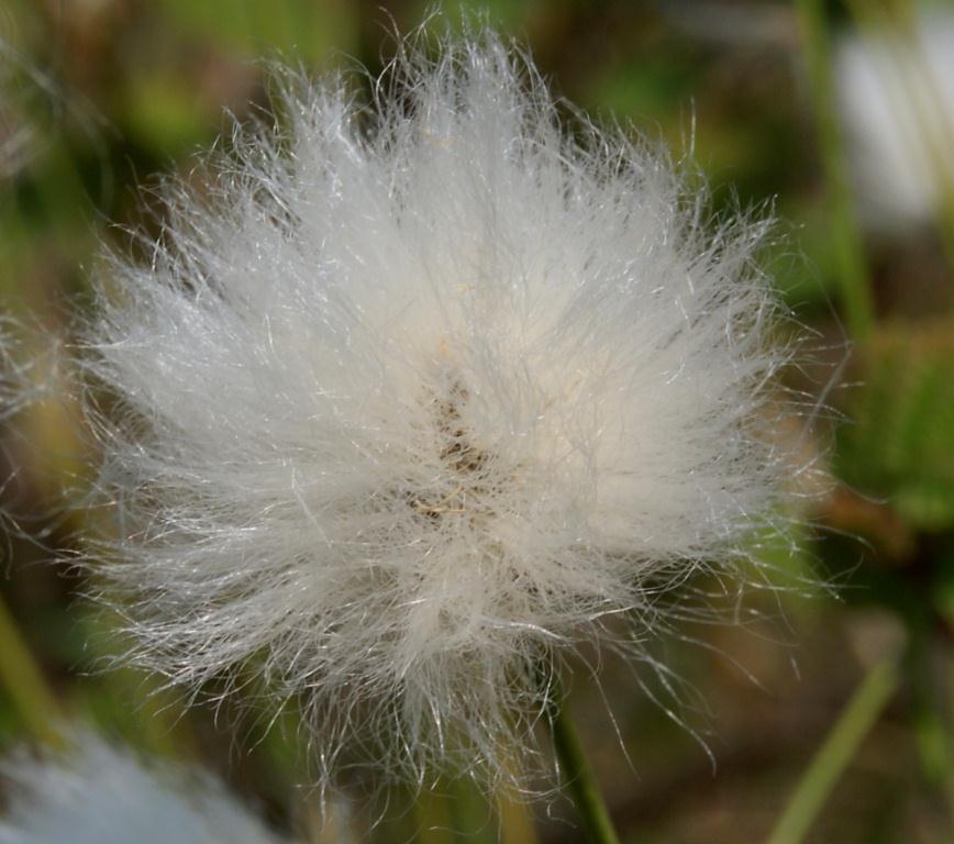 Изображение особи Eriophorum vaginatum.