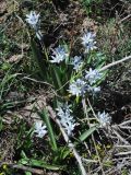 Scilla puschkinioides