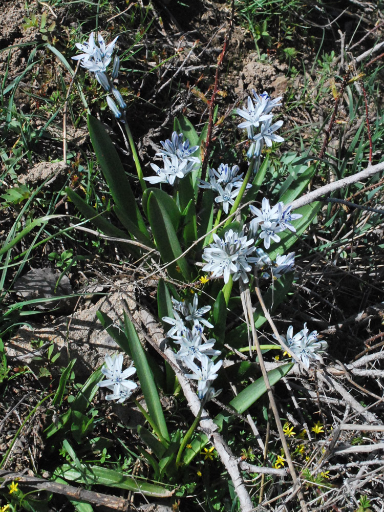 Изображение особи Scilla puschkinioides.