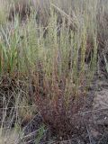 Artemisia pauciflora