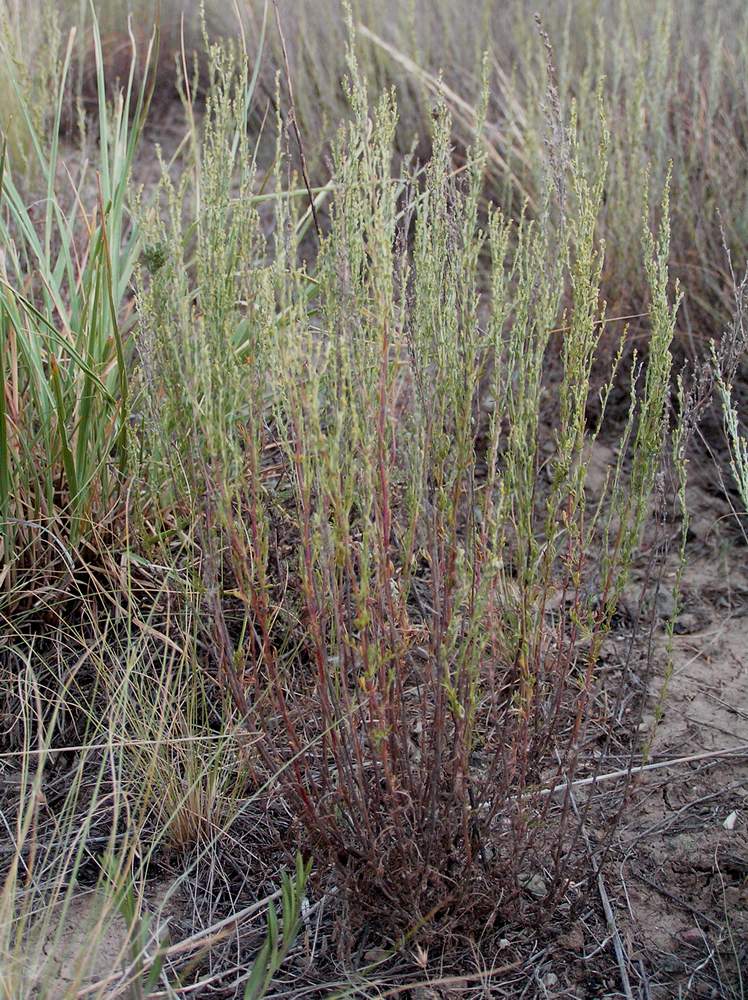 Image of Artemisia pauciflora specimen.