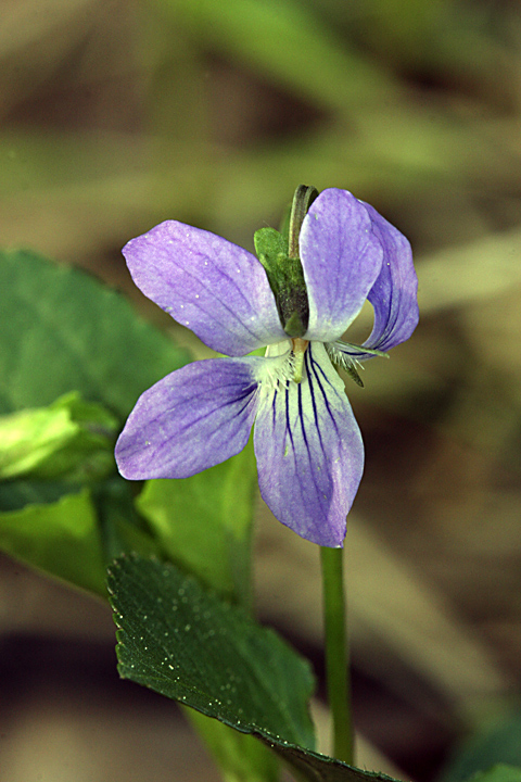 Изображение особи Viola riviniana.