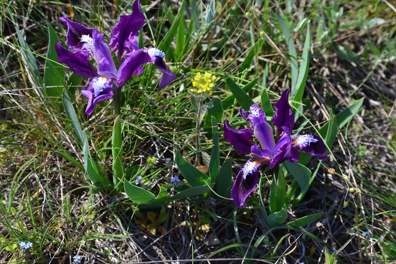 Image of Iris pumila specimen.