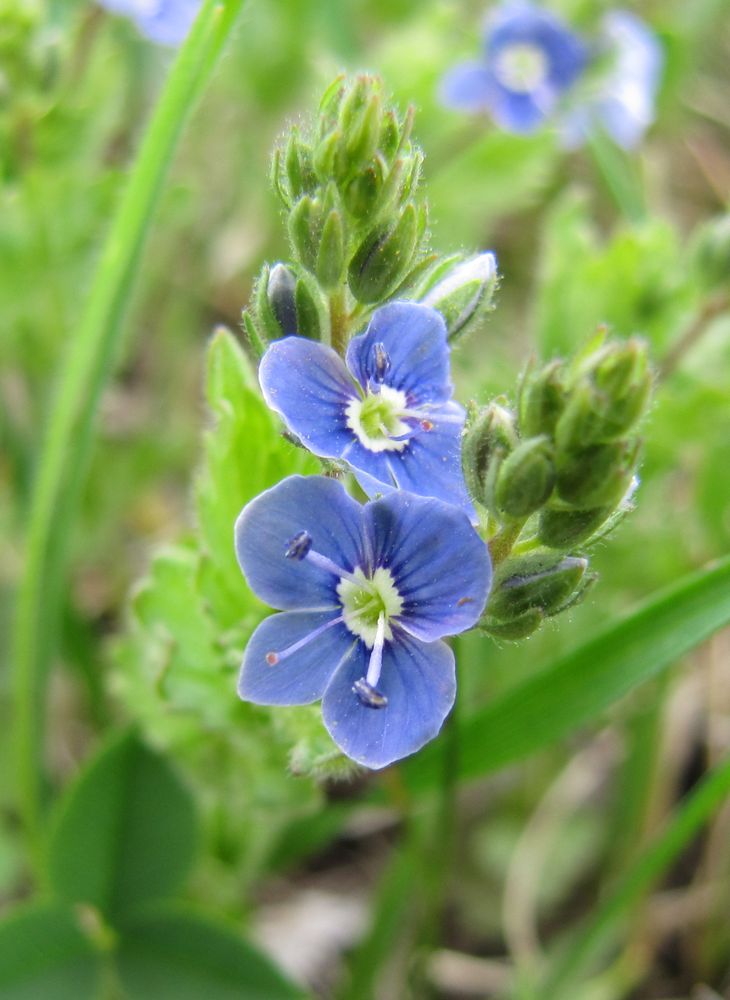 Image of Veronica chamaedrys specimen.
